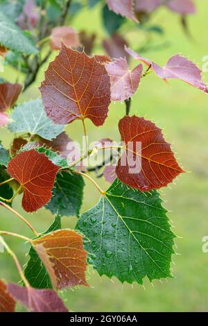 Chaux d'Henry (Tilia henryana), feuilles d'automne, Allemagne Banque D'Images