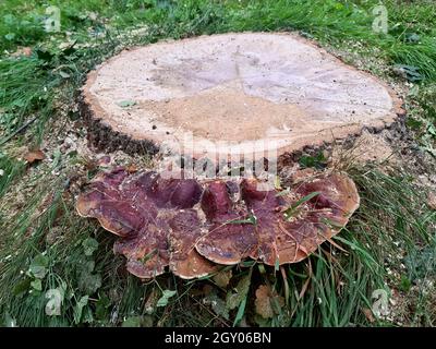 Le champignon de la parenthèse (Ganoderma resinaceum), qui pousse au pied d'un tronc de chêne, la raison, pourquoi l'arbre a été abattu, Allemagne Banque D'Images