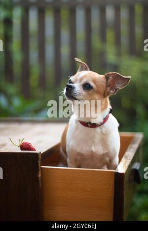 Un chien chihuahua à pois rouges et blancs est assis dans un tiroir rétractable d'une vieille commode dans la rue Banque D'Images