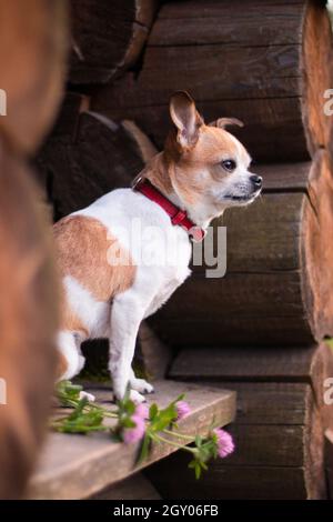 Un chien chihuahua de couleur rouge et blanc à pois se trouve dans une structure en rondins avec un bouquet de fleurs de trèfle Banque D'Images