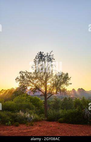 Arbre dans le désert avec coucher de soleil lever de soleil orange lueur et montagnes de rouge en arrière-plan vertical Banque D'Images