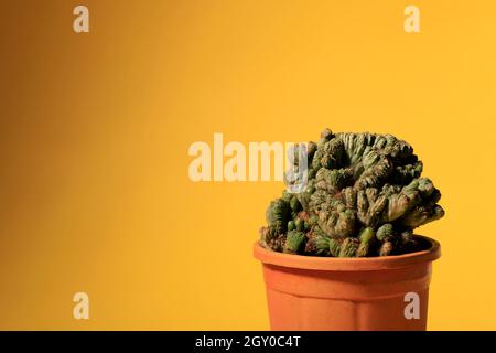 Cereus repandus le cactus péruvien de pomme, thème de couleur, jaune et vert, plante Banque D'Images