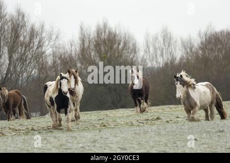 Gipsy Vanner Vaner Draft Horse Port Meadow Oxford Angleterre Banque D'Images