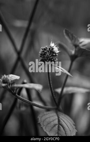 eau de menthe Banque D'Images