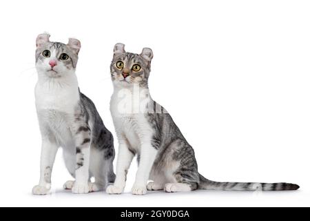Deux chats adultes de Curl Shorthair, assis les uns à côté des autres.En regardant loin de l'appareil photo.Isolé sur un fond blanc. Banque D'Images