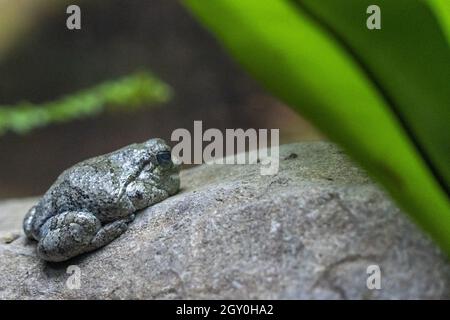 Portrait de grenouille d'arbre gris en gros plan Banque D'Images