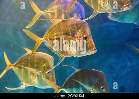 Gros plan de la natation de poissons jaunes dorés Banque D'Images