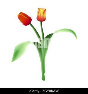 Deux superbes tulipes réalistes, vectorielles, isolées sur fond blanc. Boutons de fleurs rouges et jaunes dans un bouquet. Feuilles vertes. Banque D'Images