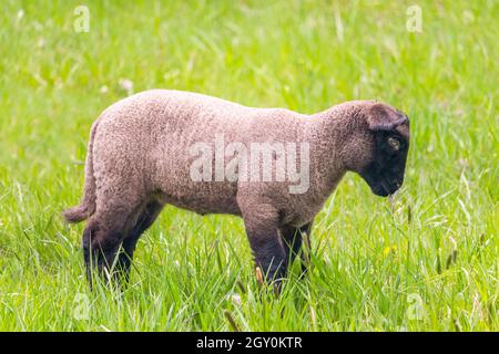 Agneau dans l'herbe - mouton Suffolk sur le pâturage, vue latérale Banque D'Images