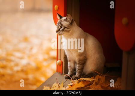 Un joli tabby Thai chat se trouve sur le terrain de jeu près des feuilles d'érable jaune et regarde malheureusement à l'automne.Mélancolie d'automne.Un animal de compagnie. Banque D'Images