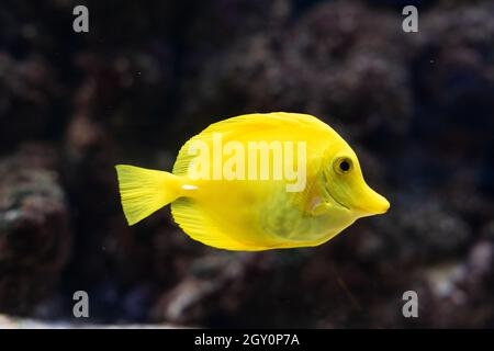 Le tenon jaune Zebrasoma flavescens , poisson jaune d'aquarium d'eau salée de la famille des Acanthuridae Banque D'Images