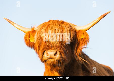 Un bétail des Highlands contre le ciel Banque D'Images