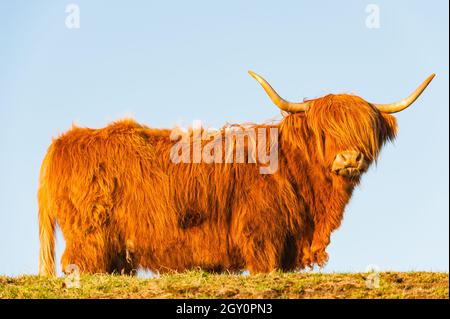 Un bétail des Highlands contre le ciel bleu Banque D'Images