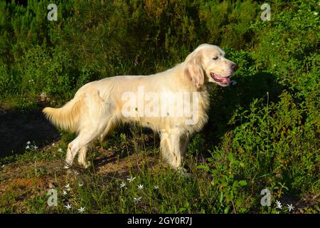 Chien de chasse anglais Setter Bird en position de pointage Banque D'Images