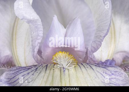 Photo macro plein format d'une partie de la fleur de l'iris, montrant l'écusson. Banque D'Images