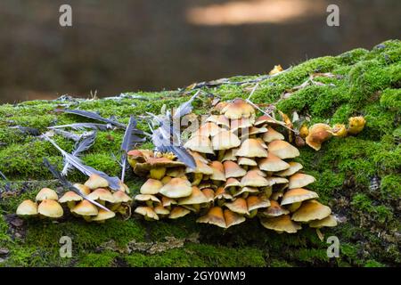 Champignons Tuft de soufre (Hypholoma fasiculare) en grappe triangulaire sur arbre tombé avec des mousses vertes et des plumes d'oiseau dispersées de proies pluchées Banque D'Images