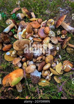 beaucoup de champignons comestibles récoltés dans une glade de forêt Banque D'Images
