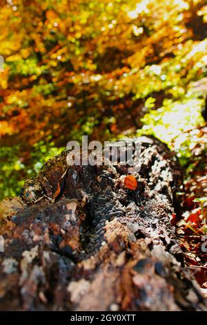 Cette photo montre un arbre mort et pourri entre les feuilles et la mousse et les fougères Banque D'Images