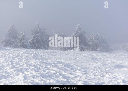 Montagnes de pins enneigés.Fabuleux paysage d'hiver magique.Une promenade le long des pentes des montagnes en chute de neige.Paysage incroyable.Le conc Banque D'Images