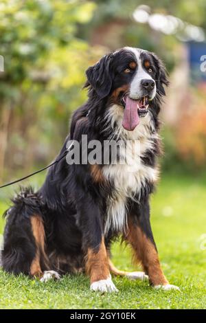 Bernese moutain chien assis comme indiqué par son maître dans le parc. Banque D'Images