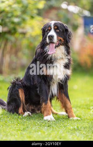 Bernese moutain chien assis comme indiqué par son maître dans le parc. Banque D'Images