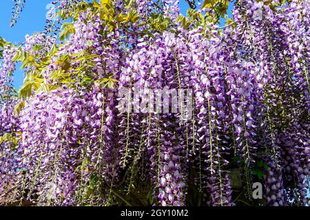 Gros plan de nombreuses fleurs de Wisteria bleu clair et de grandes feuilles vertes vers ciel bleu clair dans un jardin dans un jour ensoleillé de printemps, belle fleur extérieure Banque D'Images
