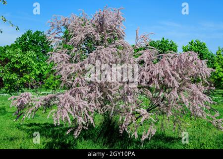 Beaucoup de fleurs roses vives et de petits bourgeons de Tamarix, tamarisk ou cèdre du sel dans un jardin ensoleillé de printemps, beau fond extérieur photographié avec humour Banque D'Images