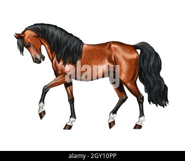 Magnifique cheval arabe.Portrait d'un cheval.Dessin équin numérique. Banque D'Images