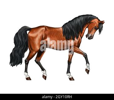 Magnifique cheval arabe.Portrait d'un cheval.Dessin équin numérique. Banque D'Images