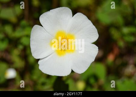 Cistus Salviifolius (sauge feuillue, rosier, salvia cistus) gros plan fleur blanche Banque D'Images