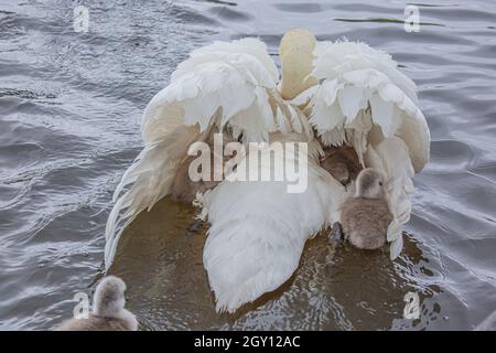 Swan avec cygnets Banque D'Images