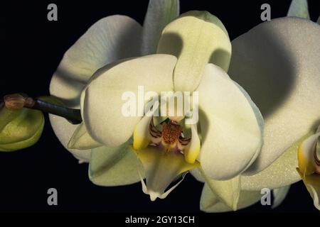 Les orchidées sont des plantes d'intérieur populaires et ne sont plus le domaine du producteur spécialisé. Les détails floraux de cette Orchidée Moth montrent une spécialisation Banque D'Images