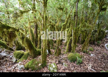 Arbres couverts de mousse, forêt de Mossy ou ancienne forêt de croissance dans le Parc régional de la gorge du Verdon ou réserve naturelle Alpes-de-haute-Provence Provence Provence Provence France Banque D'Images