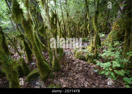 Arbres couverts de mousse, forêt de Mossy ou ancienne forêt de croissance dans le Parc régional de la gorge du Verdon ou réserve naturelle Alpes-de-haute-Provence Provence Provence Provence France Banque D'Images