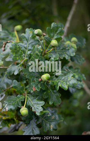 Chêne anglais (Quercus robur), quatre ou cinq, lobé, feuilles vues de dessous.Tiges courtes sur les feuilles, pédoncules, indicatives de cette espèce de chêne, Banque D'Images