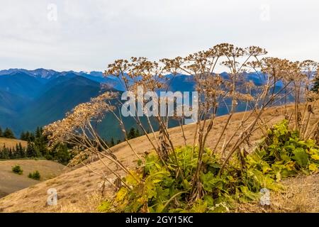 American Cow Parsnip, Heracleum maximum, tiges de semences sur Hurricane Ridge dans le parc national olympique, État de Washington, États-Unis Banque D'Images