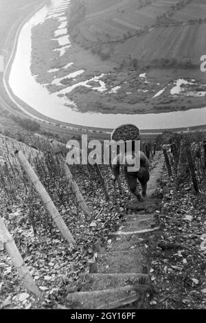 Winzer bei der Wein 20 à Serrig, Deutschland 1930 er Jahre. Les viticulteurs vintaging à Serrig, Allemagne 1930. Banque D'Images