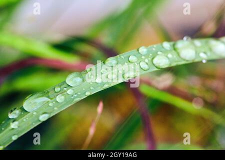 Détails macro des gouttes d'eau sur l'herbe Banque D'Images