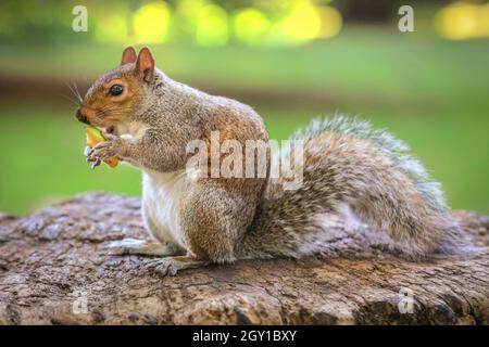 Écureuil gris, également écureuil gris de l'est (Sciurus carolinensis) munches sur un morceau de pomme, gros plan, Royaume-Uni Banque D'Images