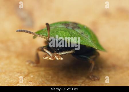 Vue frontale d'une tortue charde (Cassida rubiginosa).Tipperary, Irlande Banque D'Images