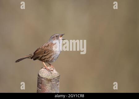 Dunnock en chanson complète Banque D'Images