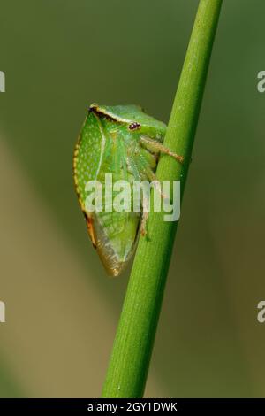 La cicadelle de buffle (Stiptocephala bisonia) sur une plante Banque D'Images