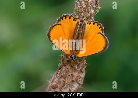 Cuivre rare mâle (Lycaena virgaureae) Banque D'Images