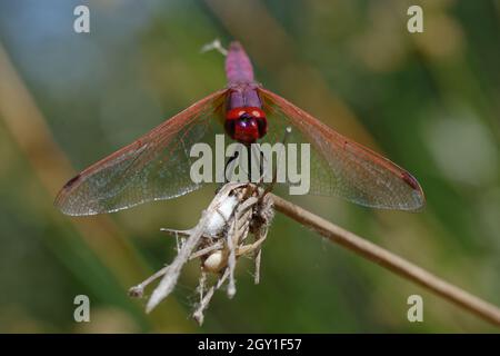 Mâle Violet Dropwing (Trithemis annulata) sur une branche Banque D'Images