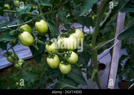 Tomates vertes poussant dans le jardin. Tomates à mûrir. Tomates vertes plantées dans le jardin Banque D'Images