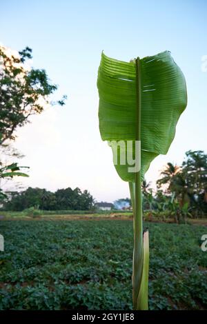 vue rapprochée d'un bananier dans un beau jardin. vue agréable en soirée Banque D'Images