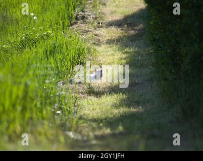 Chat blanc dormant dans l'herbe le jour du soleil Banque D'Images