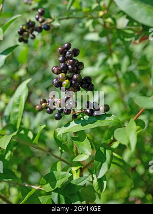 Baies mûres du privet, Ligustrum vulgare Banque D'Images