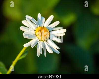 Gros plan d'une fleur de pâquerette blanche Banque D'Images