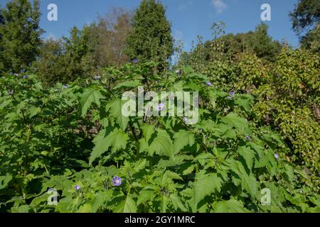 Feuilles de vert vif et têtes de fleurs de violette sur des plants de mouche à la mouche (Niandra physalodes) autoensemencés chaque année en culture dans un jardin de légumes dans le Devon rural Banque D'Images